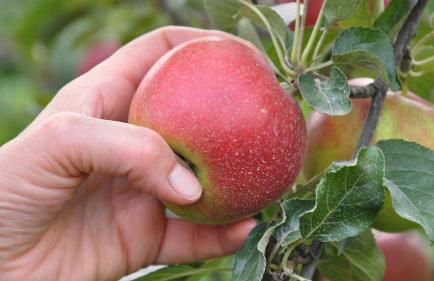 Casa Rural Rebost - Foto 40