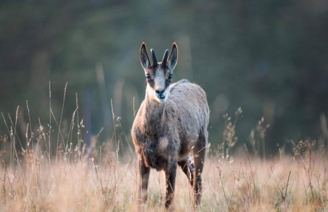 Chalet in La Bresse With Valley Views - Photo 28