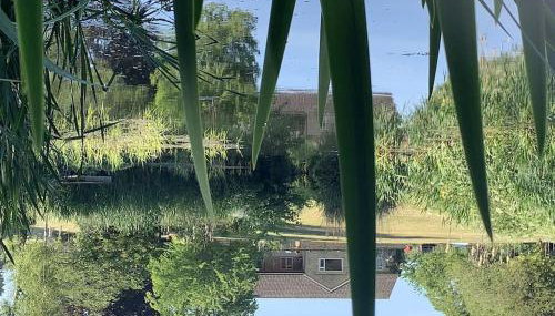 The Quackery - Foto 3