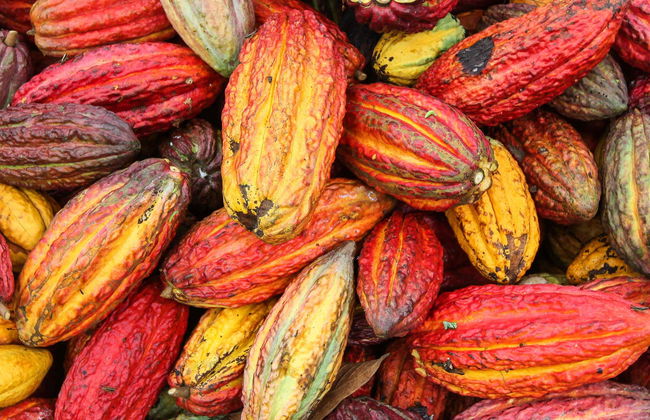 Yorkín Indigenous Community: 2 Day Tour - Photo 6