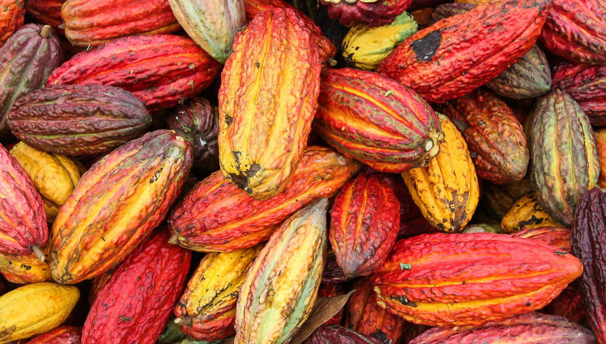 Yorkín Indigenous Community: 2 Day Tour