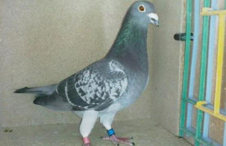 GÎTE Le REFUGE - Photo 28