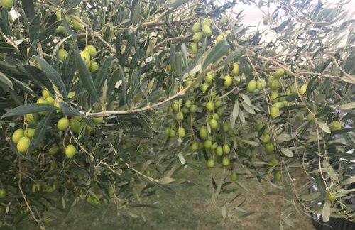 Вила Маламос - Photo 23