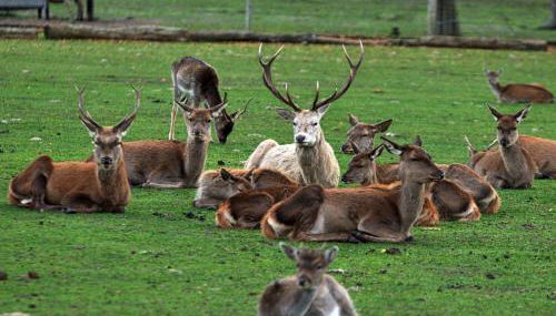 Wildpark Johannismühle - Foto 2