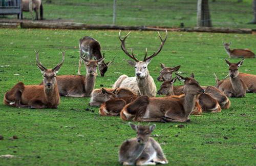 Wildpark Johannismühle - Foto 2