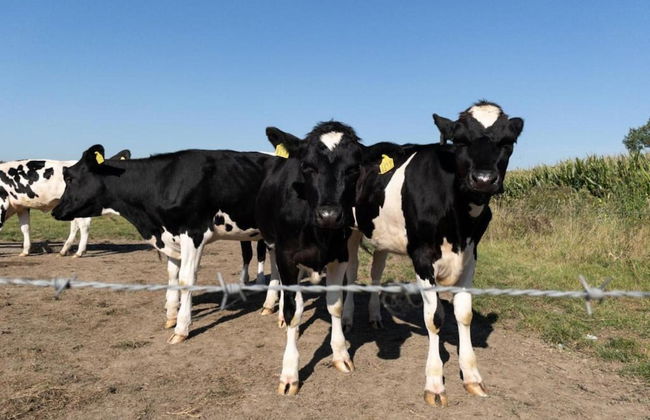 Villa in Nijmegen With VIP Amenities - Foto 13