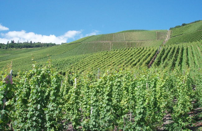 Vineyard View Romantic Stay - Foto 20