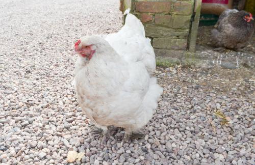 Jamie's Shepherds Hut - Uk43566 - Foto 32