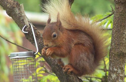 Argyllholidaycottage Loch Awe - Foto 27