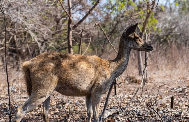 Villa Sari Bumi Menjangan - Photo 39