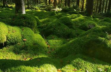 Appartement Herrlich - Foto 43