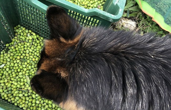 Agriturismo La Corte del Sole - Photo 61