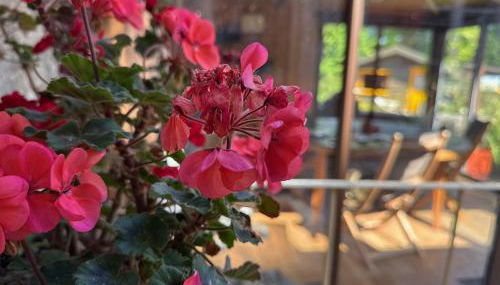 O et Terre, gite ressourcement bains spa cryo sauna et foret - Foto 4