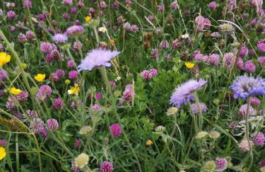 Fewo Fuchs - Foto 42