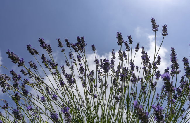 1 bedroom House in Vallebona with garden and terrace - Photo 19