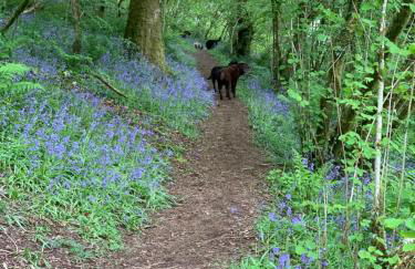 Kabin in the woods with Hot Tub - Foto 65