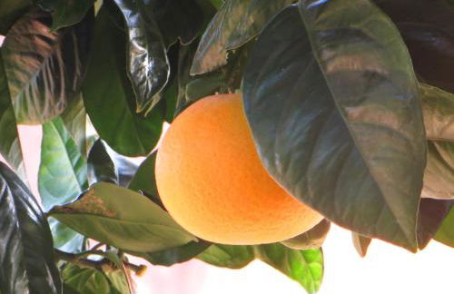 Agriturismo Terre Rosse Portofino - Foto 17