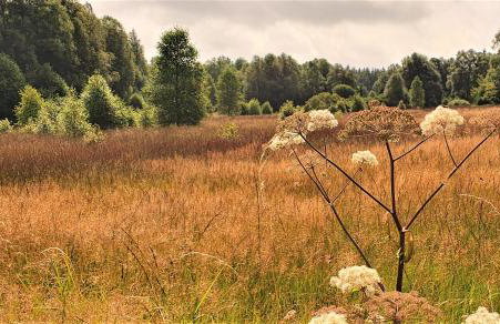 Ferienhaus ROSENHOF Vulkaneifel - Foto 37