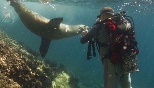 North Galapagos Islands 8-Day Diving Cruise - Foto 4