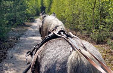 Agroturystyka Polana Harmonii - Foto 31