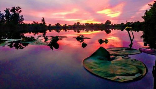 Cape Coral Wildlife Views-Heated Pool-Pet Friendly - Foto 5