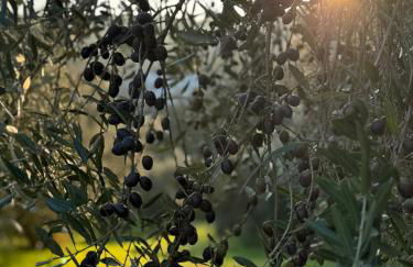 Podere il Casone - Foto 53