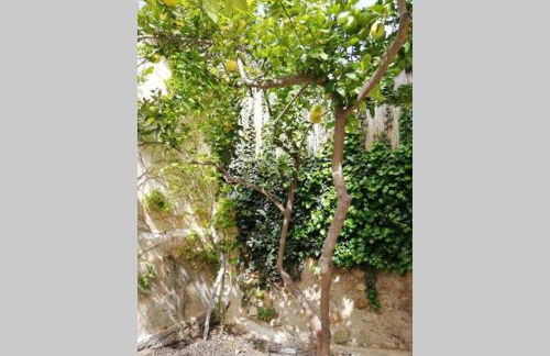 Cas Potecari - Foto 20