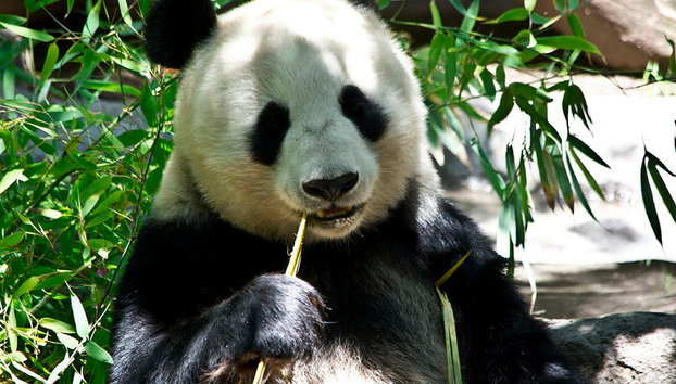 Full Day Highlight Chengdu Panda Trip and Customized City Sightseeing - Private - Photo 5