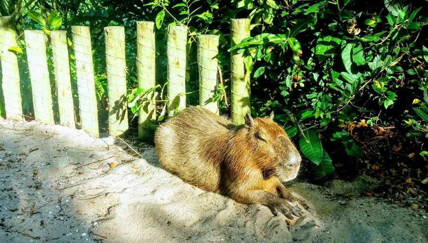 Un capibara che riposa sulla sabbia