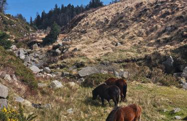 Red Robin Cottage - Photo 30