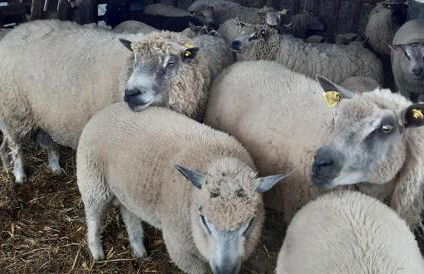 Le Refuge des Chouettes - Foto 27