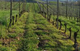 Cascina Longoria - Foto 46