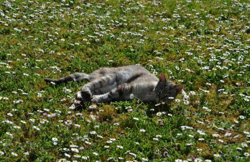 Gîte de charme proche du Zoo Beauval et Châteaux - Photo 52