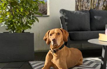 Teddis Traubing - Foto 16