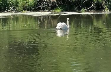 Sehr beliebt! Ferienhaus zur Donau - Foto 39