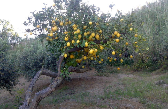 Casa Gelferraro - Foto 22