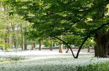 Das Rügenhaus - Foto 6