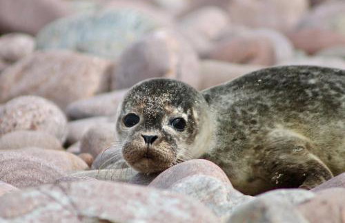 Shiskine Pod - Foto 18