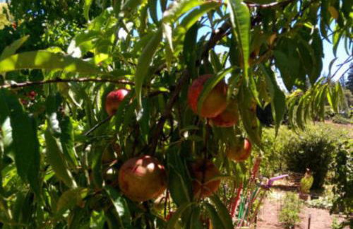 Crispin Cottage - Foto 13