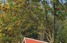 Perełka Bieszczady Domki - Photo 79