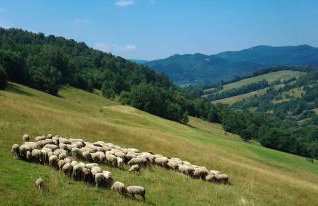 Kokuszka Village - domki drewniane - Foto 27