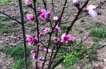 Casa das Hortências by Azoresrent - Photo 59