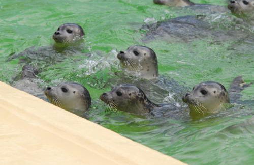 Luft und Meer 4**** Ferienwohnung - Foto 35