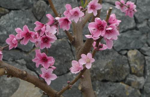 Palazzo Rosso - Foto 30