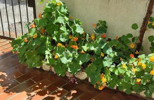 Apartman Legac - Foto 5