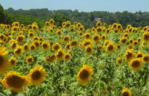 La Soleillade Laudun - Foto 41