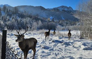 Domek pod Kozińcem SAUNA JACUZZI Zakopane - Foto 18