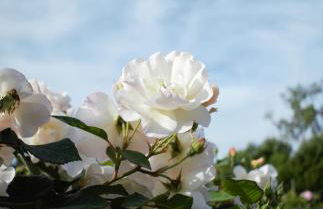 Agriturismo Casa Fiorindo - Foto 13