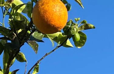 VILLA VITA - Foto 46