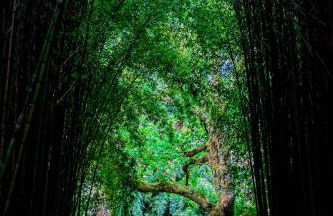 Canto`s Green Garden, Apartamentos Turísticos & SPA, 4 Estrelas - Photo 36